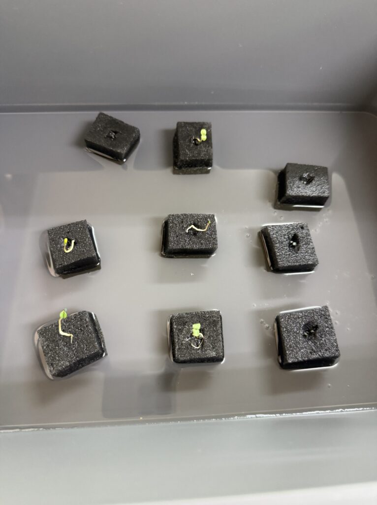 水耕栽培３日目