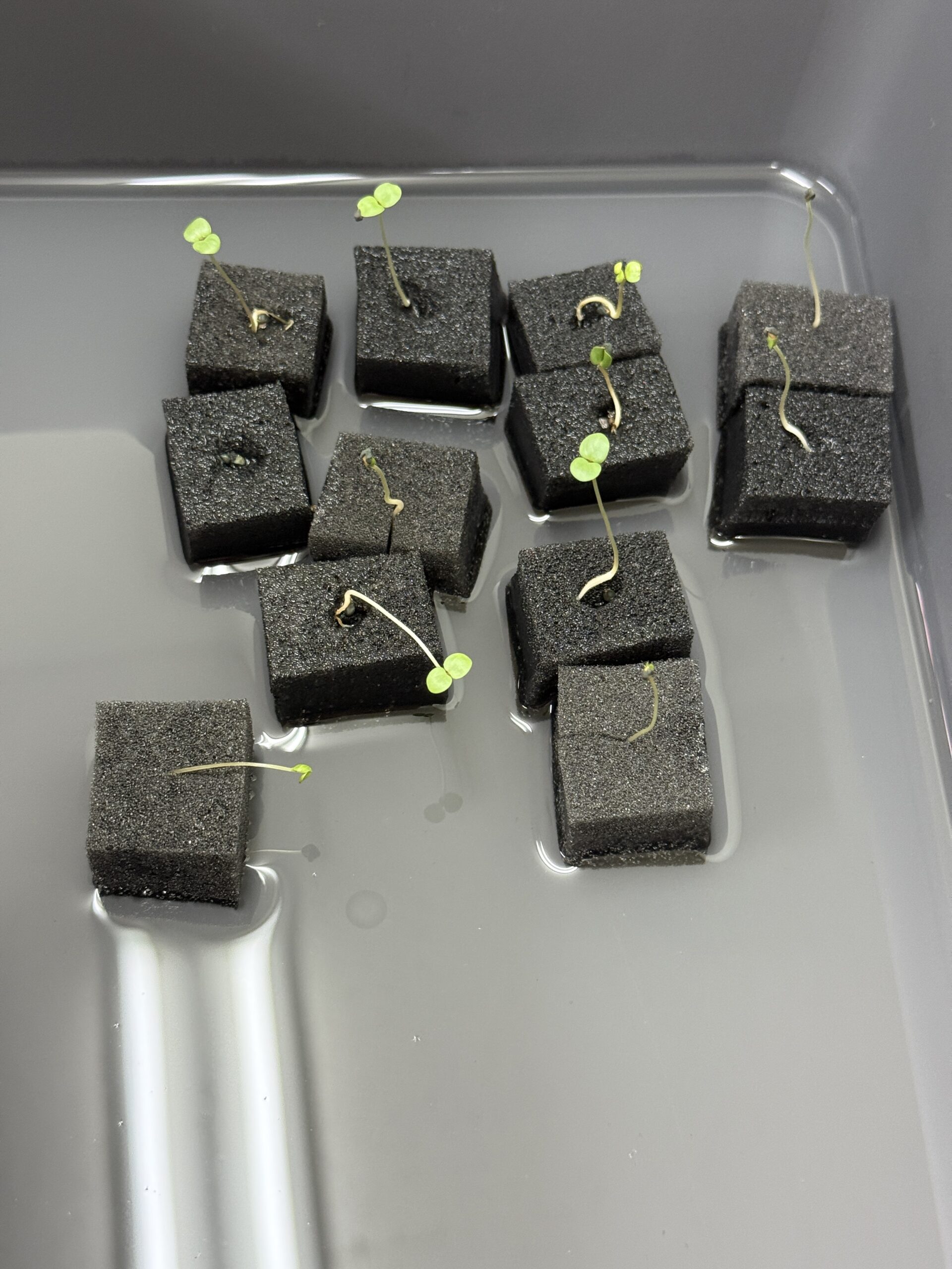 水耕栽培８日目