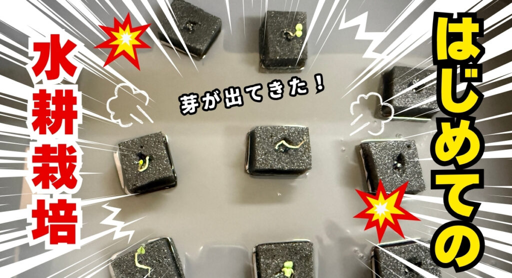 首里カルディア/水耕栽培