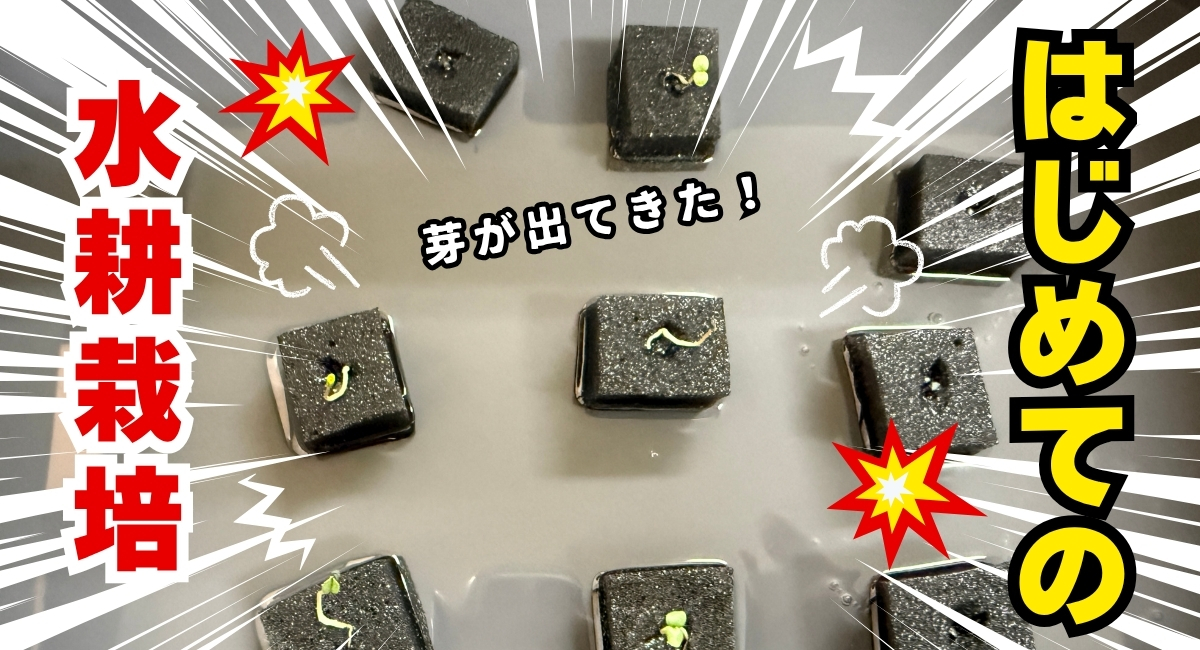 首里カルディア/水耕栽培